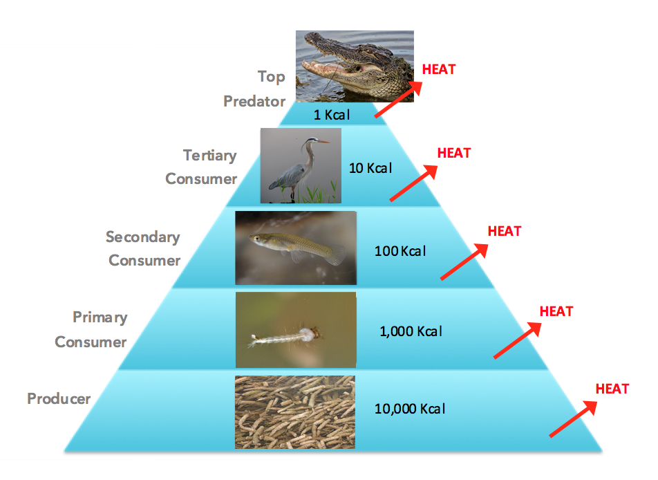 Relationships Between Organisms: Food Chains, Webs, and Pyramids 